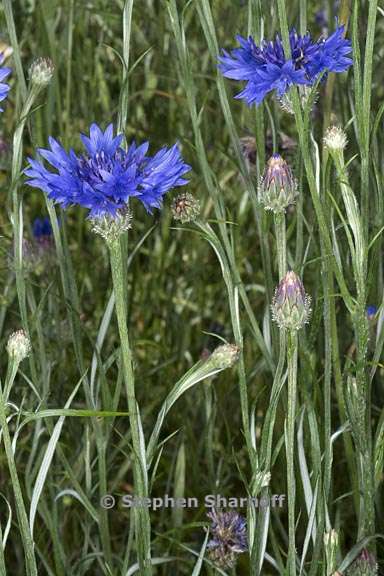  centaurea cyanus 1 graphic